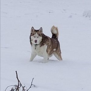 Meet your Posher, Steve